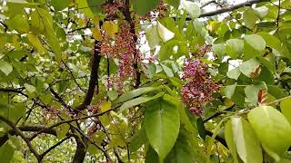 Star Fruit tree Carambola Averrhoa carambola [upl. by Krock]