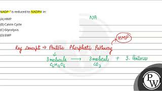 NADP \ \is reduced to NADPH in [upl. by Atelokin]