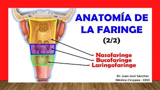 🥇 ANATOMÍA DE LA FARINGE 22 Nasofaringe Bucofaringe Laringofaringe Fácil y Sencilla [upl. by Cassie2]