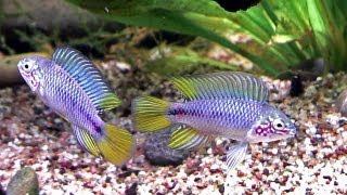 Apistogramma borellii Pflege und Zucht im Aquarium [upl. by Stoecker]