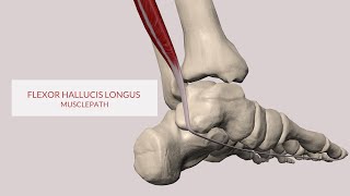 Flexor Hallucis Longus Muscle Path 3D Animation [upl. by Roane838]