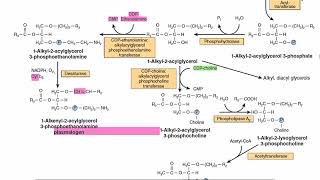 Ether Lipids  PAF Biosynthesis  Plasma Activating Factor Biosynthesis  PAF Metabolism [upl. by Hctub]