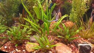 Aquarium Plants [upl. by Violet179]