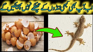 best kitchen hacks kitchen life hacks how to get rid of lizard from home [upl. by Nyladnek]