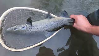 Landlocked Atlantic Salmon release [upl. by Osugi819]