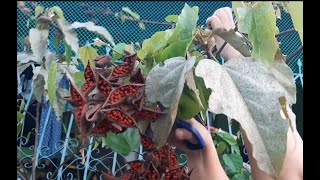 Harvesting Atsuete Annatto SEEDS itsmeNess [upl. by Thibaut500]