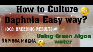 Daphnia MagnaHow to Culture Daphnia Easy wayCulturing Daphnia using Green water Daphnia [upl. by Lizzy344]