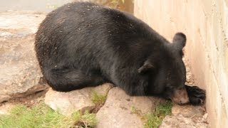 Aziatische zwarte beren  Lours noir dAsie  Asiatic black bears  Monde Sauvage Aywaille [upl. by Betsy921]