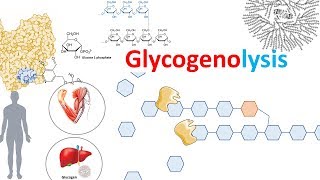 Glycogenolysis and its regulation [upl. by Ecirad587]