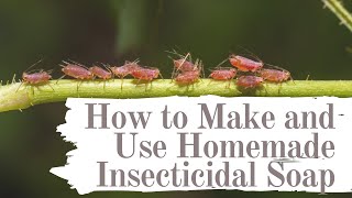 How to make and use homemade insecticidal Soap [upl. by Grega6]