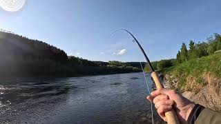 Salmon Fishing In Norway On The River Orkla  Opening Week 2023 [upl. by Aekan]