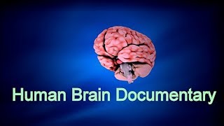 Facts about Human Brain amp How Brain Works  Full Documentary [upl. by Horick]