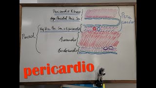 Sistema Cardiovascular 4  Pericardio [upl. by Bautram647]