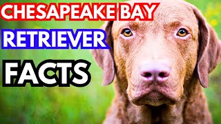 Chesapeake Bay Retriever  Top 10 Facts [upl. by Diver]