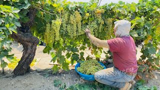 How US Farmers Harvested 59 Million Tons Of Grapes  US Farming [upl. by Neelasor]