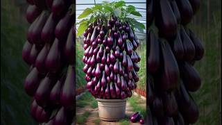 real Top 5 high yielding varieties of brinjal 🍆 brinjal farming viral shorts [upl. by Lisetta947]