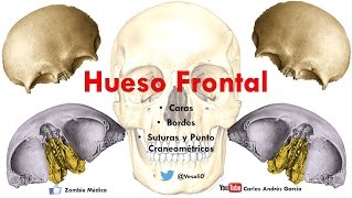 Anatomía  Hueso Frontal Caras Bordes Puntos Craneométricos [upl. by Harbison]