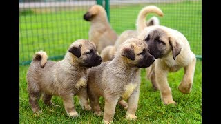 Yavru Kangal Köpeklerde Beslenme  Kangal Aşkı  Çiftçi TV [upl. by Eelana]