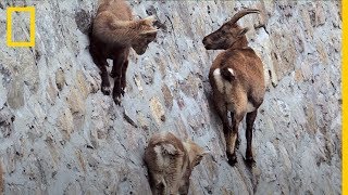 Estas CABRAS son capaces de andar por una pared VERTICAL ¿Por qué  National Geographic en Español [upl. by Bortz855]