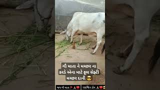 ગૌ માતા ને મચ્છર ના કરડે એટલે ફૂલ સેફ્ટીvideo animalllover motivation trending gaumata sport [upl. by Kasevich63]