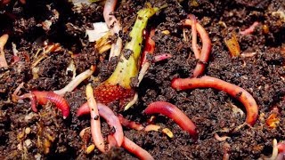 Homegrown  Worms Can Recycle Your Garbage Vermicomposting [upl. by Gwenni817]