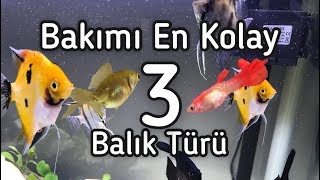 Bakımı Kolay Balıklar YENİ BAŞLAYANLAR İÇİN [upl. by Haroppizt]