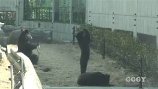 반달곰  Asiatic Black Bear [upl. by Brander686]