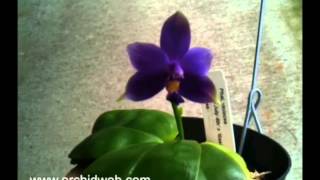 OrchidWeb  Phal violacea var coerulea [upl. by Heyward]