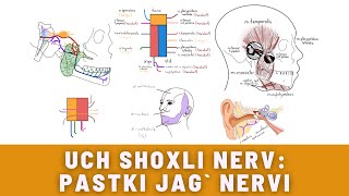 UCH SHOXLI NERV 4QISM  PASTKI JAG NERVINMANDIBULARIS [upl. by Cykana811]