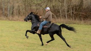 Shady Black Standardbred Race horse being rehabilitated for another equine displinice [upl. by Nhaj]