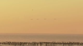 US Navy Seals reenact landing the landing on Utah Beach on the 80th anniversary of DDay [upl. by Daht180]