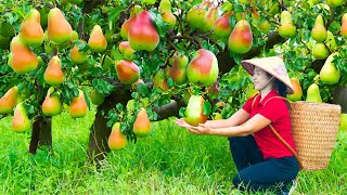 Harvesting Pear Goes To Market Sell  Cooking And Take care Of Animals  Lý Hương Song [upl. by Joerg527]