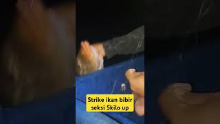 strike ikan bibir seksi 5 kilo up shorts [upl. by Hayne]