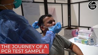 What happens to a PCR test sample when it is tested for COVID19 [upl. by Calica]