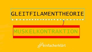 MUSKELKONTRAKTION  Gleitfilamenttheorie  Leichenstarre einfacherklärt [upl. by Minnnie]