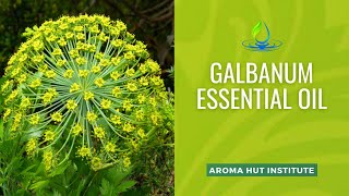 Galbanum Essential Oil  Uses and Benefits [upl. by Akirdnahs]