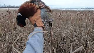 New Years Eve 2023  SD Pheasant Hunting LIMIT [upl. by Annagroeg]