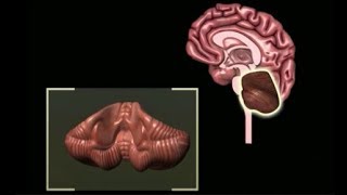 Motor System Coordinated Movement  Brain Anatomy Anatomy of the Human Brain [upl. by Anitsud]