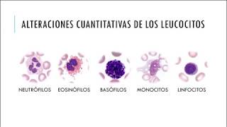 Alteraciones cuantitativas de los leucocitos [upl. by Onairot]