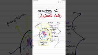 Ultra Structure of Animal cell 😱🔥 [upl. by Schach]