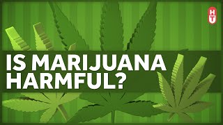 Is Marijuana Harmful to Health [upl. by Esmerelda913]