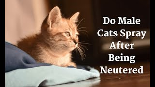 Do Male Cats Spray After Being Neutered [upl. by Naneik]