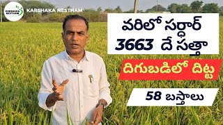 వరిలో సర్దార్ 3663 దే సత్తా58 బస్తాలుsuccessful high yeild variety in paddysardar 3663 [upl. by Beutner]