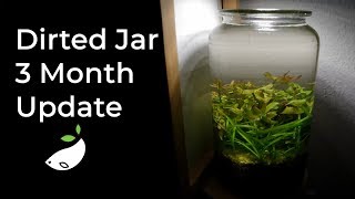 3 Month Update of my Dirted Walstad Aquarium Jar  How To [upl. by Jourdain]