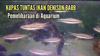 KUPAS TUNTAS KARAKTER IKAN DENISON BARB dan Pemeliharaan di Aquarium [upl. by Naj44]