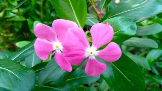 Periwinkle Flower Plant  vinca Plant  myrtle Plant Catharanthus roseus Periwinkle [upl. by Elwee]