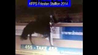 KFPS Friesian Stallion TAKE 455 Hengstenkeuring 2014 [upl. by Su153]