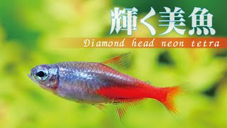 58【アクアリウム初心者にお勧め】ダイヤモンド・ネオンテトラ Diamond head neon tetra [upl. by Ennaxor]