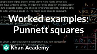 Worked examples Punnett squares  Inheritance and variation  Middle school biology  Khan Academy [upl. by Balliett]