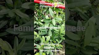 Youtube shorts binomial name and plant identification Botanical adventure AllspiceJamaica pepper [upl. by Enilesor]